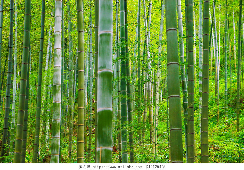 旅游风景竹子竹林缆车背景图片